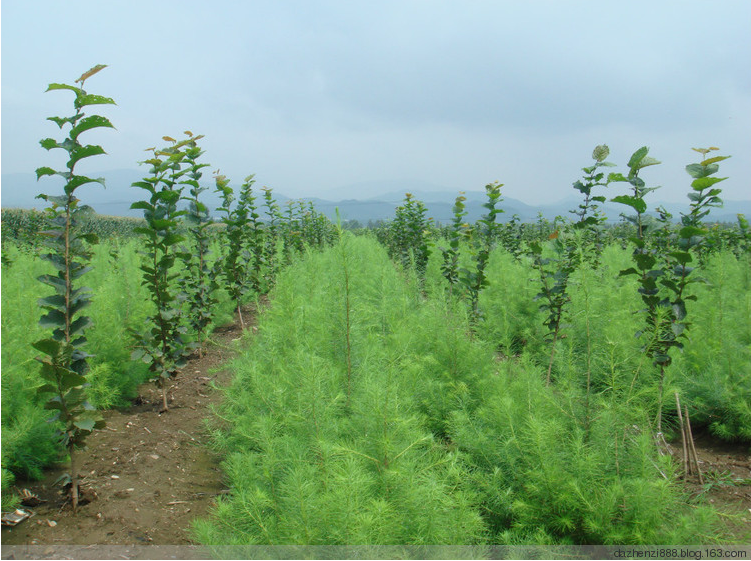 【上圖:2012年8月19日攝 吉林栽植戶栽植第一年間種落葉松苗